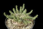 Euphorbia flanaganii Cm. 6 € 32,00
